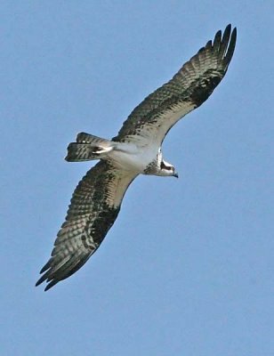 IMG_7466osp.jpg