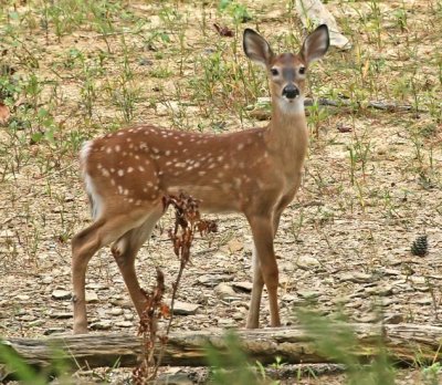 IMG_5851fawn.jpg