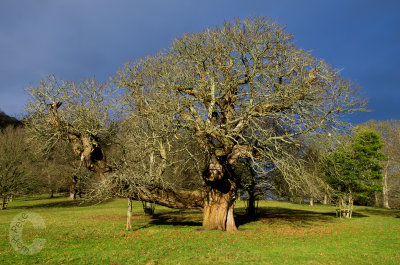 Venerable old tree