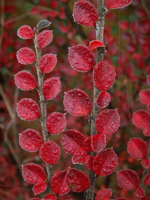 Frosted Cotoneaster