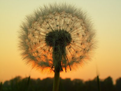 Dandelion silhouette