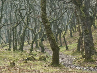 Exmoor badgeworthy woods