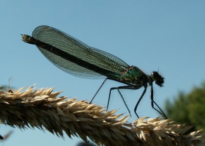 Damsel fly