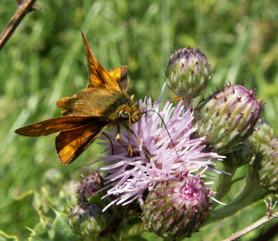 Large Skipper on thistle