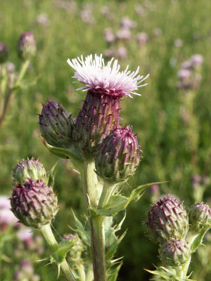 Thistle