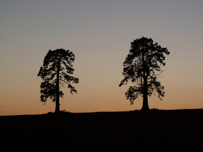 Two tree silhouette