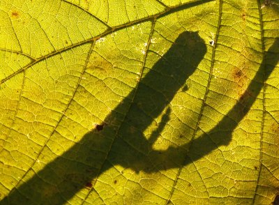 Leaf shadow