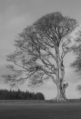 Black & white tree