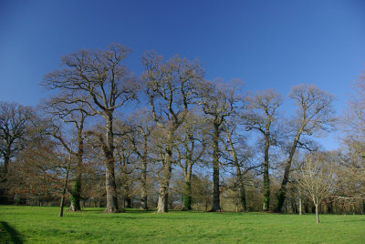 Line of trees