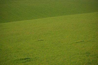 Grass abstract