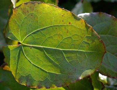 Leaf veins