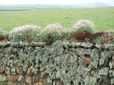 Wall near Baggy Point