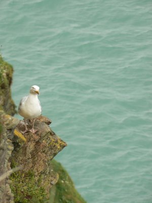 Precarious Perch
