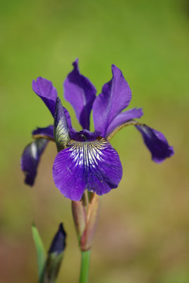 Iris