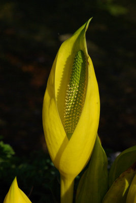 Water plant