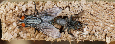 Mating Flies JL12 #5730