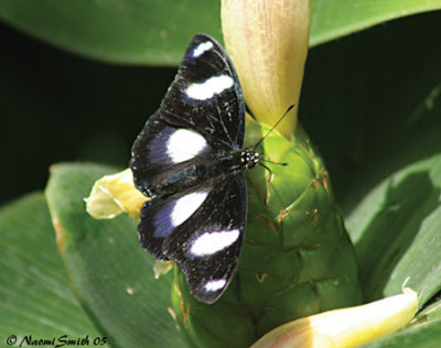 Great Eggfly