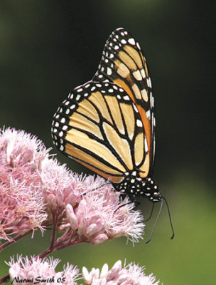 Monarch - Danaus plexippus on Joe-Pye-Weed