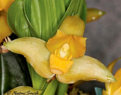 Lycaste cochleata