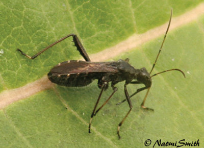 Broad-headed Bug - Alydus eurinus