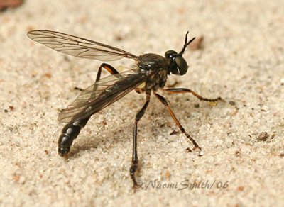 Robber Fly-Dioctria