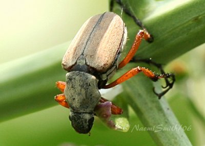 Rose Chafer-Macrodactylus subspinosus #3990