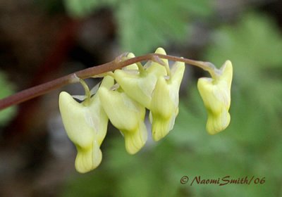 Dutchmans Breeches