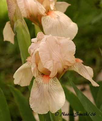 Iris-Dwarf