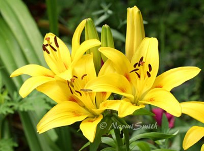 Lily Yellow  #6029