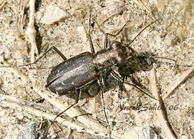 Cicindela punctulata Beetle #5838