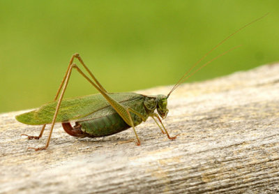 Scudderia furcata - Bush Katydid  2808 September 23/2006