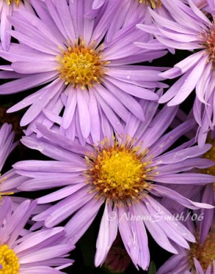 Asters #2979