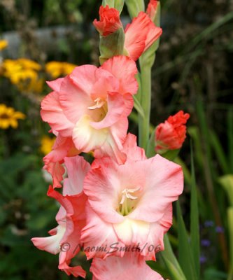 Pink Gladiolus #1797
