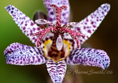 Japanese Toad Lily - Tricyrtis hirta #1021