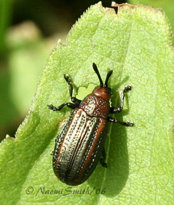 Microrhophala vittata #640