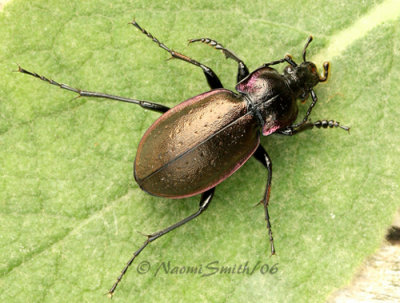 Carabus nemoralis #2014