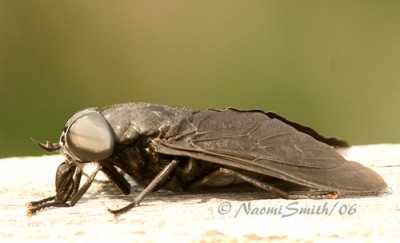 Black Horse Fly #1908