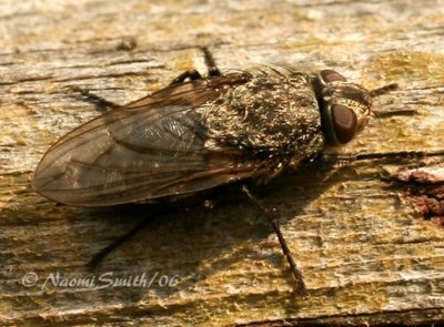 Pollenia sp. IMG #1337