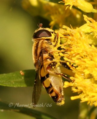 Syrphid #2277
