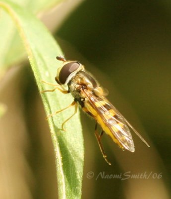 Syrphid #1168