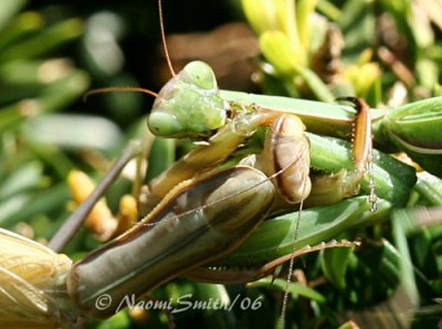 Fighting Mantids #0833