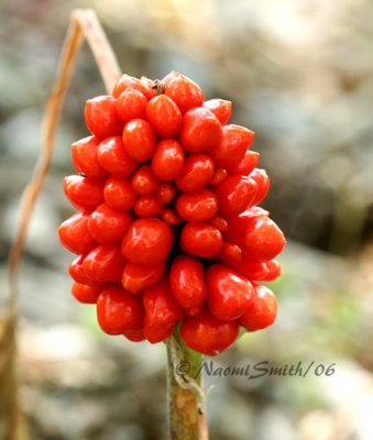 Jack in the Pulpit Berries #1831