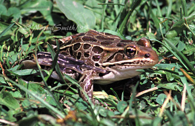 Northern Leopard Frog-Rana pipiens