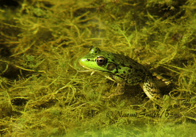 Mink Frog-Rana septentrionalis