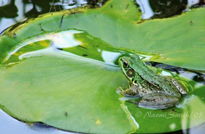Frog-and-Lily-Pad