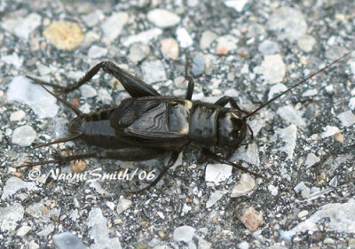 Southeastern Field Cricket #1642