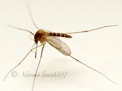Mosquito A7 #3934