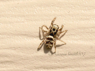 Salticus scenicus A7 #3950