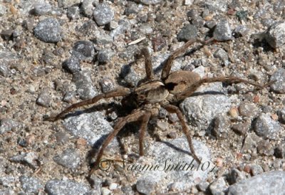 Gladicosa gulosa-Wolf Spider A7 #4158