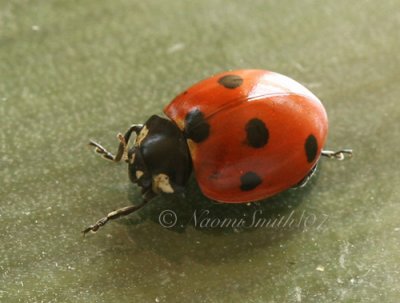 Seven-spotted Ladybug A7 #4301